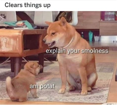 35 Spicy And Delicious New Doggo Memes For You To Chew On Animal Memes Funny Animal Memes