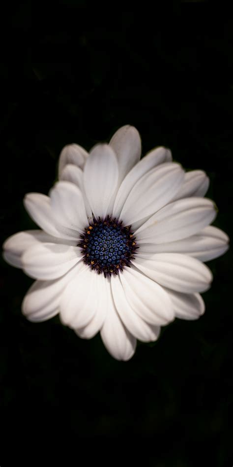 Download 1080x2160 Wallpaper Daisy Flower White Portrait Honor 7x