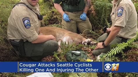 Cyclists Tried Scaring Cougar But It Attacked Killing 1 Youtube