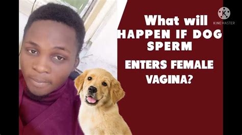What Will Happen If A Dog Sperm Enters Female Vagina Youtube