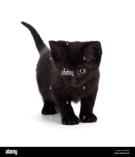 Cute Black Kitten With Green Eyes Isolated On White Stock Photo Alamy
