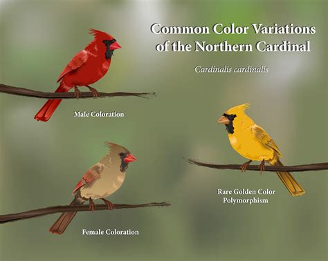 Kara Perilli Cardinal Color Variations