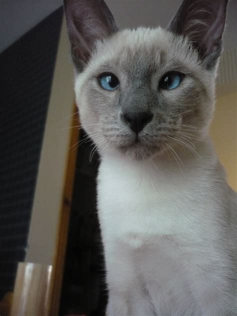 My Blue Point Siamese Cat Tom When He Was A Baby Gato Siames