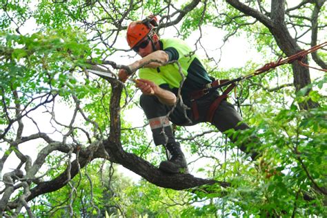 Tree Services Woodland Park Nj Dujets Tree Experts