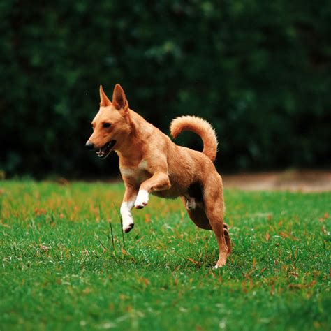 Researchers Sequence Genome Of Basenji Dog Genetics Sci