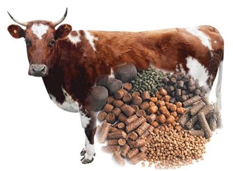 Cattle Feed Manufacturer In Karnataka India By Ram Prapulla Agro