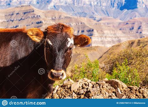 The Cow Is Grazing In The Meadow Stock Photo Image Of Graze Dairy