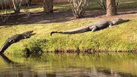 Alligators Kill Elderly Woman Who Fell Into Pond Youtube