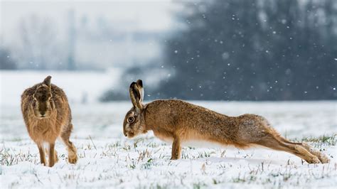 Images Hares Press Up Two Snow Animals 3840x2160