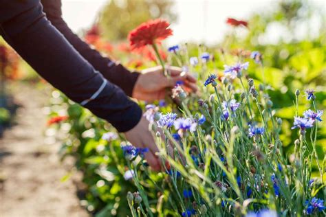 8 Beautiful Zinnia Garden Ideas You Can Re Create At Home Minneopa