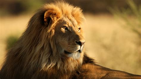The Male African Lion Wallpapers Hd Wallpapers Id 13755