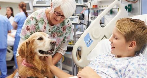 Pet Therapy Definition Of Pet Therapy
