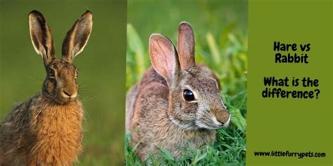 Similarities Between Rabbits And Hares Differbetween