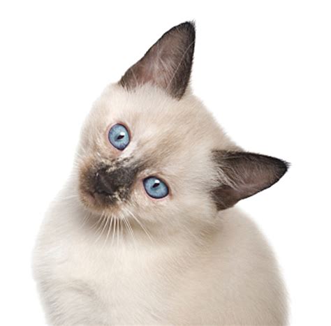This is actually perceived as normal for a siamese cat. Hey Ol' Blue Eyes: We Are Siamese If You Please! | Baby ...