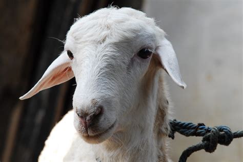 7 Jenis Domba Di Indonesia Beserta Gambarnya Madani Farm Jogja