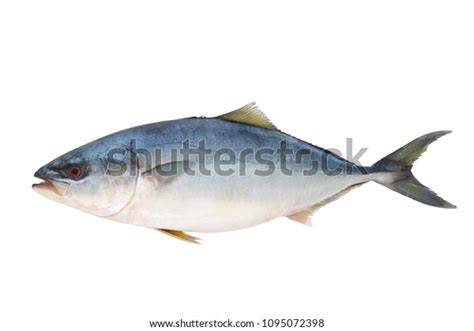 Yellowtail Amberjack Fish Isolated Stock Photo Edit Now 1095072398