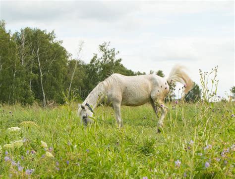 White Horse Grazing On A Green Summer Pasture In The Village Stock
