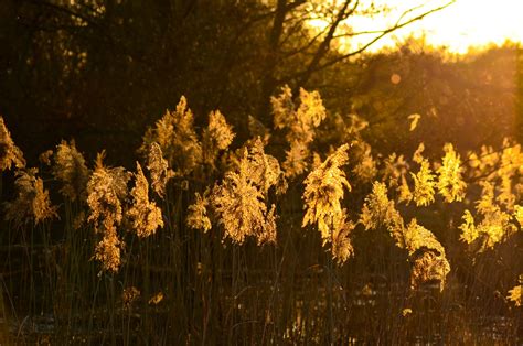 Reed Evening Sun Water Free Photo On Pixabay Pixabay