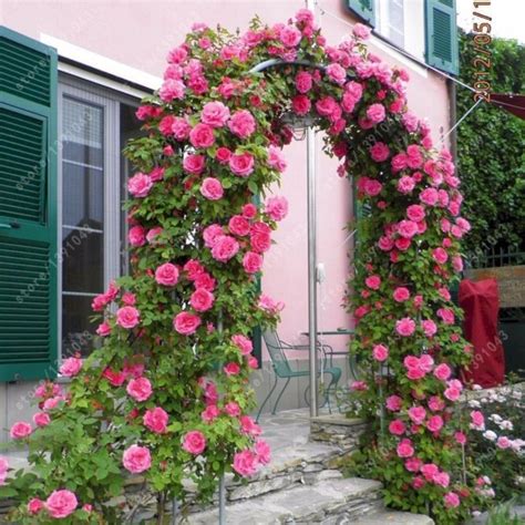 47 Amazing Rose Garden Ideas On This Year Thornless
