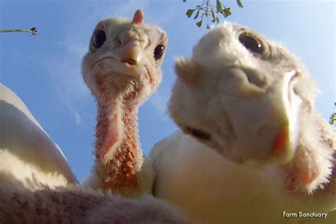 These Rescued Turkey Babies Love The Camera Video Animal People