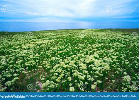 Large Meadow Steppe Flowers By The Sea Stock Image Image Of Bush