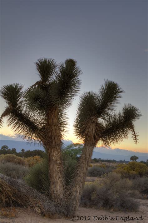 Joshua Tree-Mojave Desert (high desert) | California mountains, Mojave desert, Nevada desert