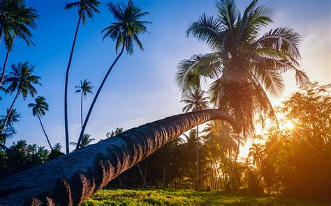 Big Palm Evening Sunset Sun Tropical Island Jungle Hd Wallpaper
