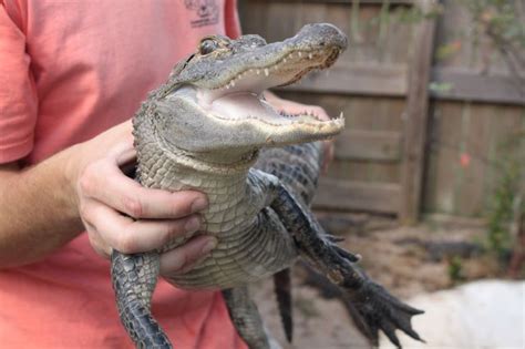 The gators that you rarely hear about, but. Alligator Alley - The Group Travel Leader | Group Tour and ...