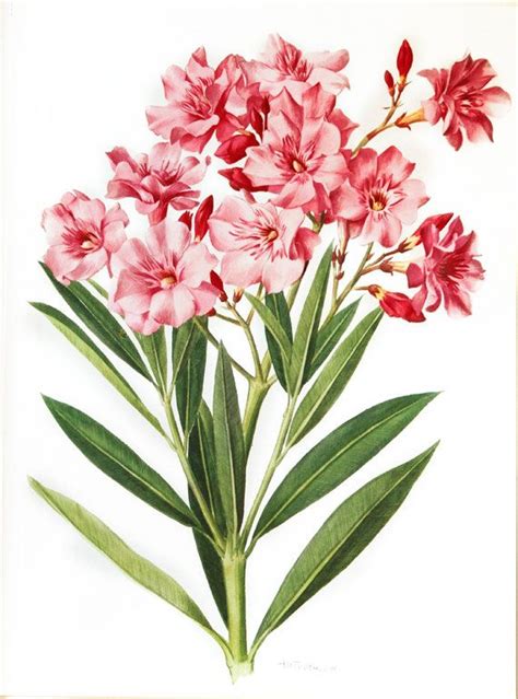 1972 Vintage Oleander Print Pink Flowers By Frenchvintageprints