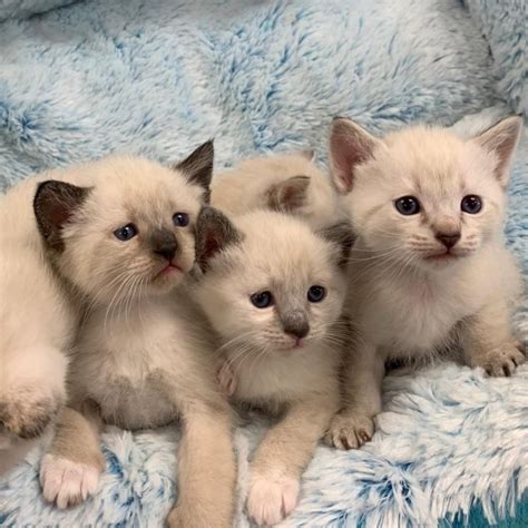 Siamese Himalayan Mix Kittens For Sale Amphibian Plant Examples