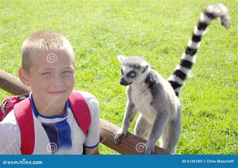 Boy With Ring Tailed Lemur Stock Image Image Of Human 6136789