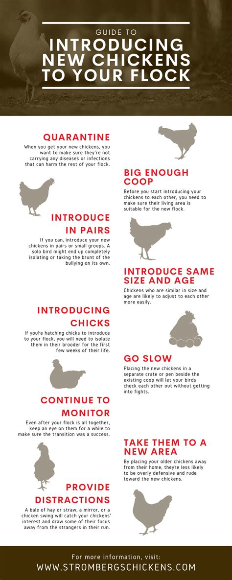 guide to introducing new chickens to your flock strombergs