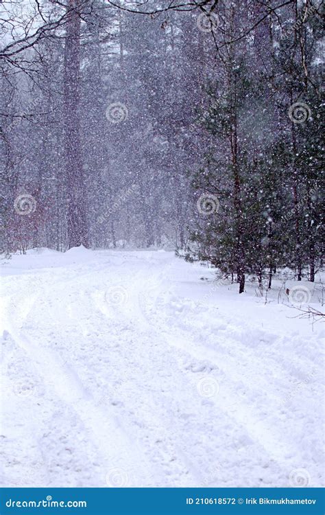 Snowy Forest Road With Motion Blur Of Snowfall Stock Photo Image Of