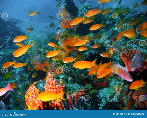 Tropical Coral Reef Fish Stock Image Image Of Color Clown 4494187