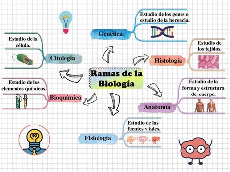 Detalle 41 Imagen Mapa Mental De Biologia Con Dibujos Thptnganamst