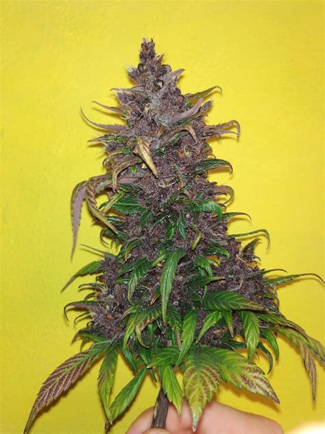 Buddha Seeds Buddha Purple Kush Grow Journal Harvest8 By Growdiaries