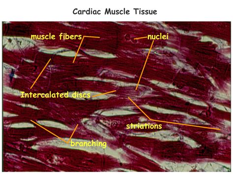 Labeled cardiac muscle labeled cardiac muscle a labeled diagram of. Biology 2404 A&P Basics