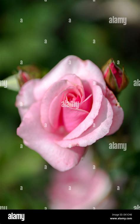 Meilland Rose Carina Stock Photo Alamy