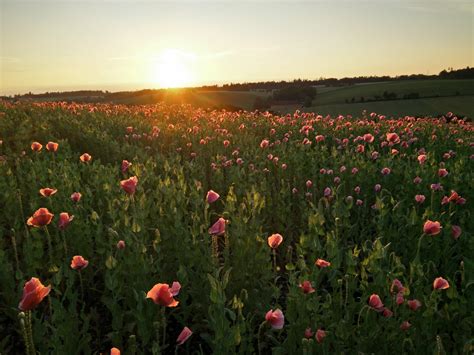 Free Images Nature Sunset Field Meadow Prairie Morning Flower