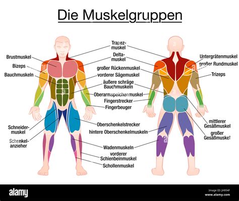 Muscle Chart German Labeling Most Important Muscles Of The Human