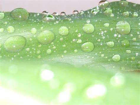 Wallpaper Water Nature Green Dew Fujifilm Leaf Flickr Flower