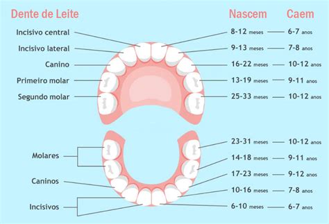 Quando Nasce O Primeiro Molar Permanente