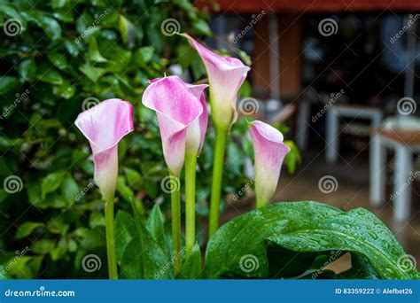 Pink Calla Lily Flowers Close Up Stock Photo Image Of Leaf Fresh