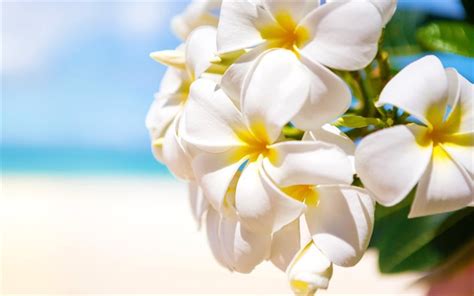 144 likes · 19 talking about this. Scarica sfondi Primula, 4K, tropici, fiori bianchi, macro ...