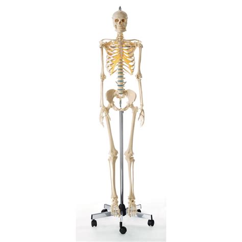 Somso Artificial Human Skeleton Female With Movable Vertebral Column