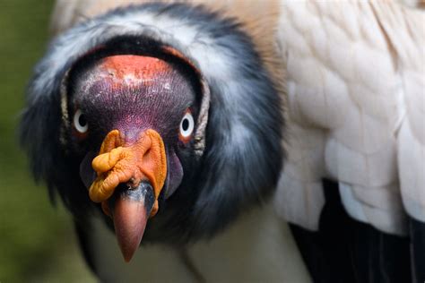 Rainforest Carnivores Photos And Info