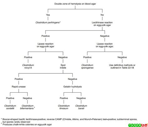 Microbiology Atlas Of Anaerobes Of Clinical Importance Free Medical