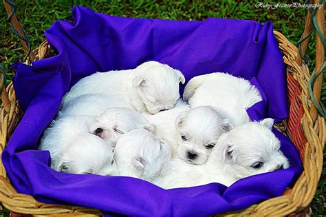 Fritzis 3 Week Old Puppies By Rubyfranco