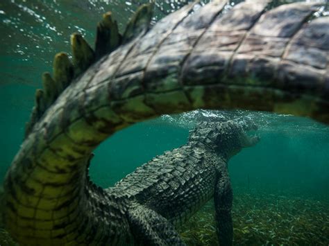 Crocodiles Underwater