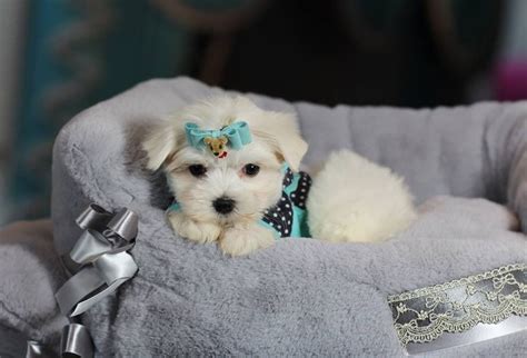 Teacup Maltese Puppies For Adoption Ready To Gothey Are Up To Date